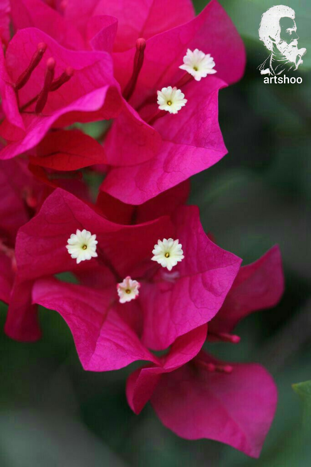 گل اورژینال رنگ روغن